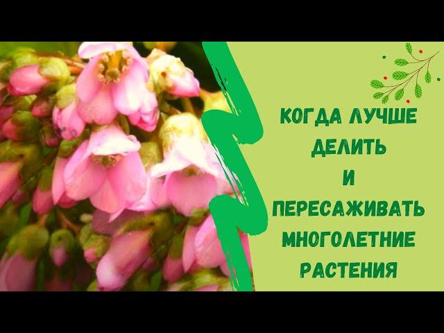 Когда лучше делить и пересаживать многолетние растения