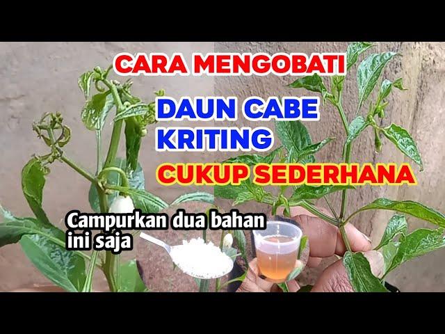 Daun cabe kriting langsung sembuh dengan cara ini