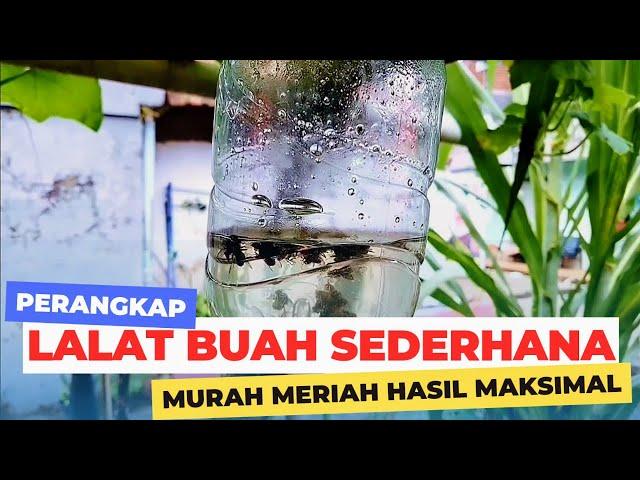 Cara Membuat Perangkap Lalat Buah Dari Botol Bekas & Petrogenol