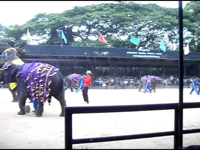 Слоны в Таиланде - Elephants in Thailand