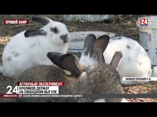 Фермер из Нижнегорского района вырастил первый урожай спаржи.