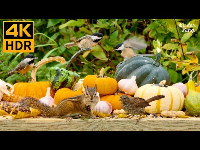 Cat TV For Cats To Watch  Thanksgiving Edition  Birds, Squirrels, Pumpkins In Fall(4K HDR)