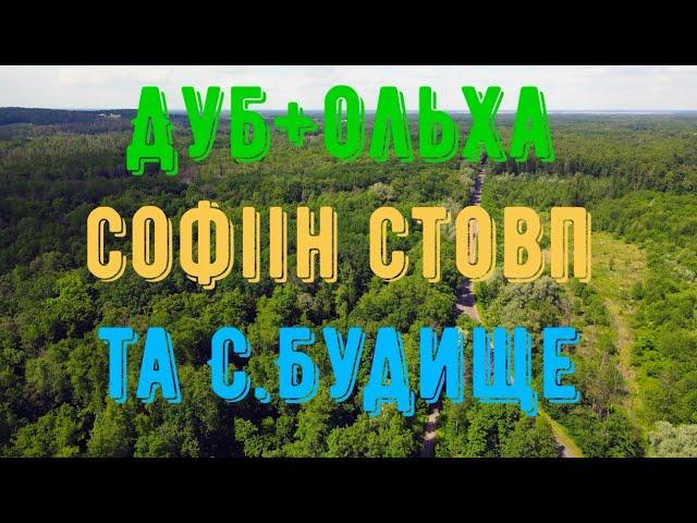 Дуб, який зрісся з вільхою. Софіїн стовп 1833 р..Мошногір'я. Історія села Будище (Черкаська обл.)