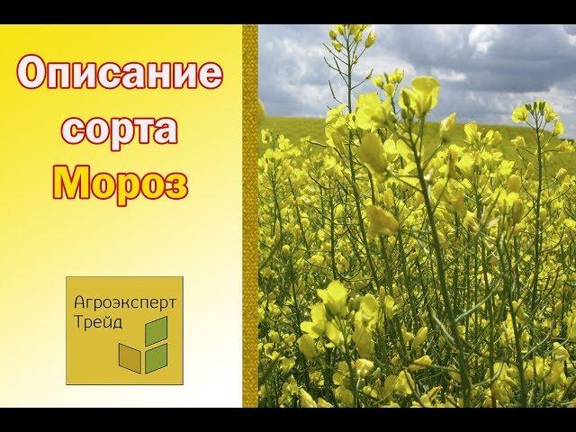 Озимый Рапс Мороз , описание сорта  - семена в Украине