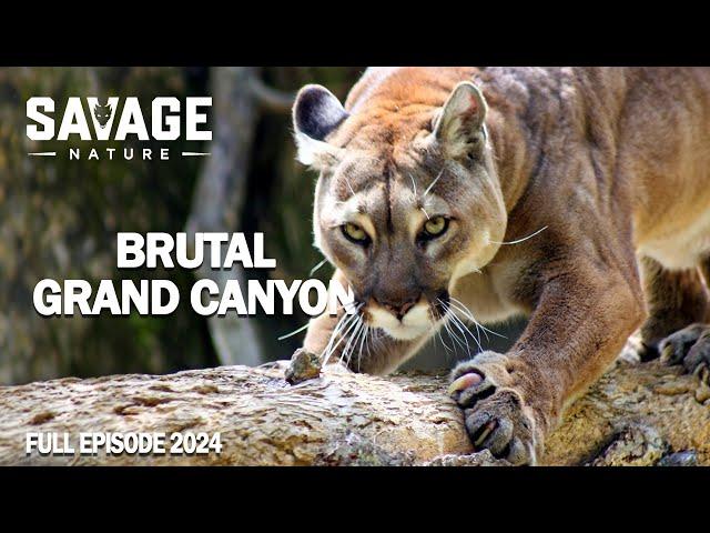 WILD GRAND CANYON | Survival in the Vast Natural Wonder | Animal Documentary