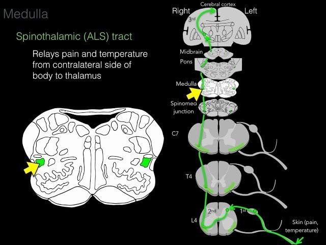 Foundational features of the brainstem
