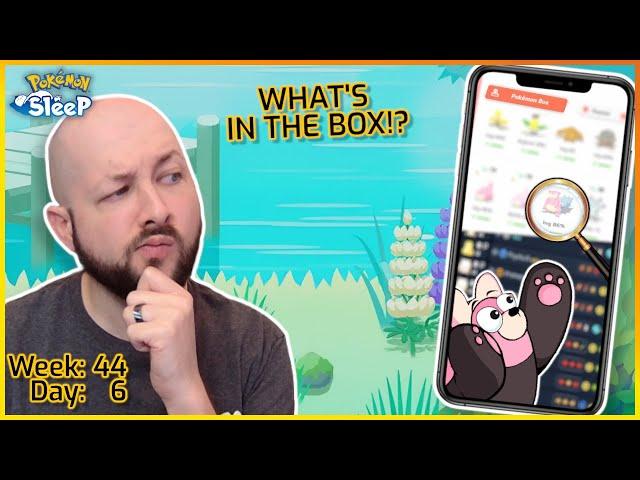 WHAT'S IN MY POKEMON BOX? A (very) Basic Raenon Box Tutorial & Maintenance