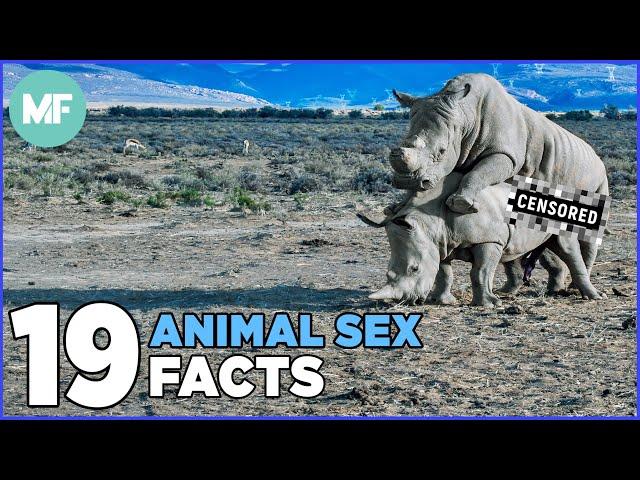 19 Odd Facts About Animal Sex