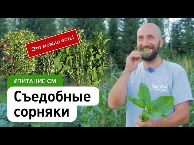 Пища, которая сама растёт у нас под ногами. Съедобные сорняки дикоросы #питание_см