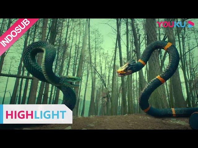 Highlight (Metamorphosis) Pertarungan dua ekor ular raksasa | YOUKU [INDO SUB]