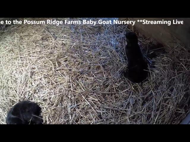 Baby Goat Nursery from Possum Ridge Farms