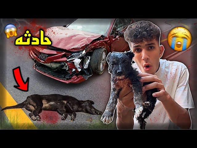 كلب رموه اصحابه علي طريق سريع | انقذته من العربيات 