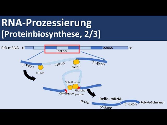 RNA Prozessierung [Proteinbiosynthese, 2/3] - [Biologie, Genetik, Oberstufe]