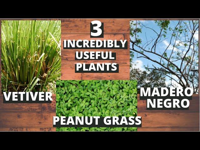 3 Plants You Should Have at Any Tropical Permaculture Garden | Vetiver, Peanut Grass, Madero Negro