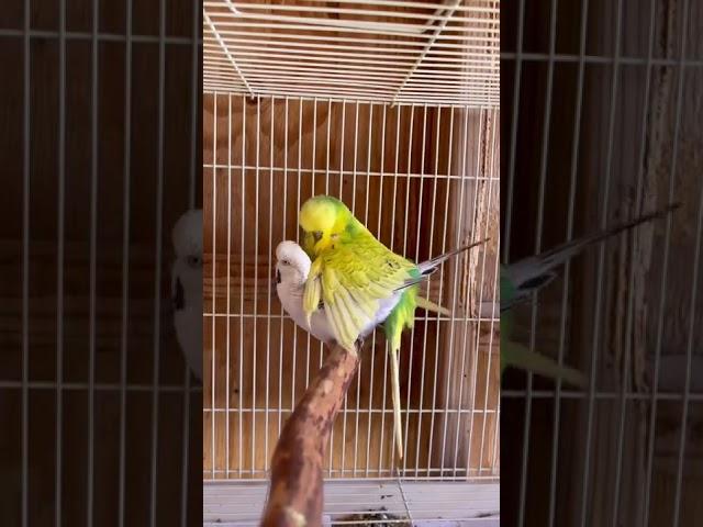 English Budgies Mating #shorts