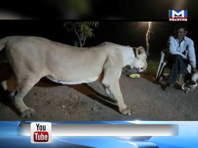 Gir Somnath: Viral Video of a man troubling the Lion | Mantavya News