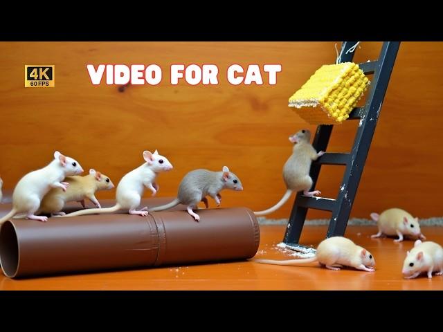 Cat TV Mouse - Ultimate Mouse Hide & Seek for Cats on Screen | 4K 60FPS | Video for Cats