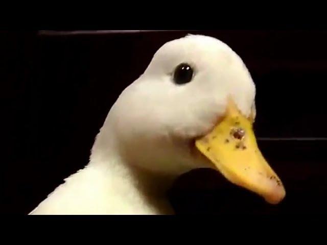 quack.mp4