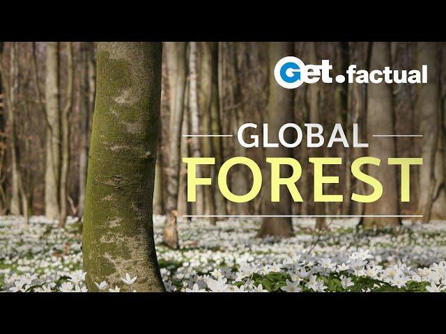 Global Forest - Full Nature Documentary