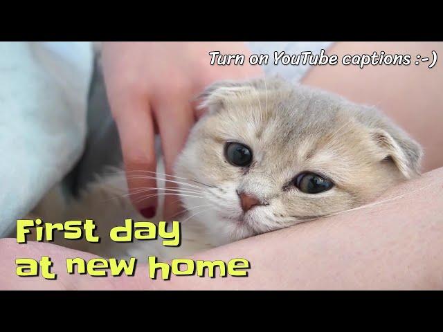 First day of a Scottish Fold kitten at her new home (with captions) | @gobi.scottishfold