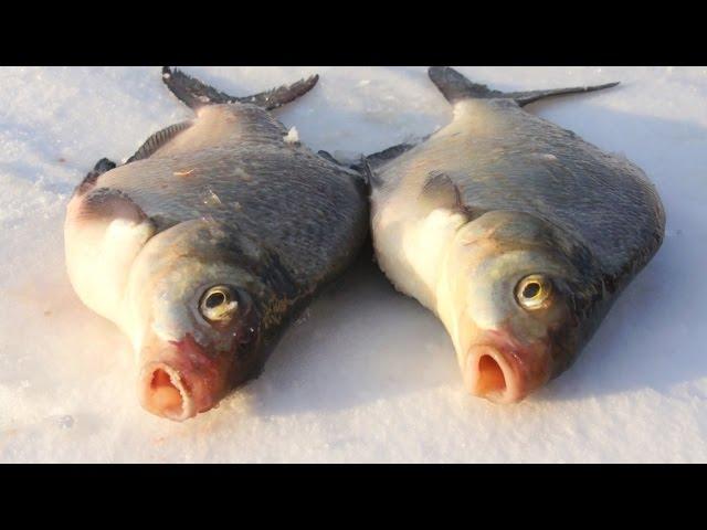 Catching bream winter jig