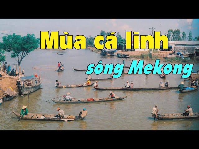 Linh fish season in the Mekong Delta, Vietnam