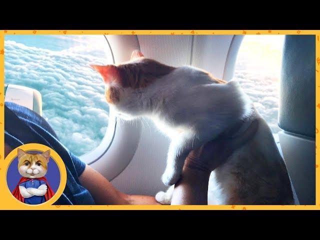 Cat Ryzhik goes on a journey. One day of the travel cat: from dawn to dusk