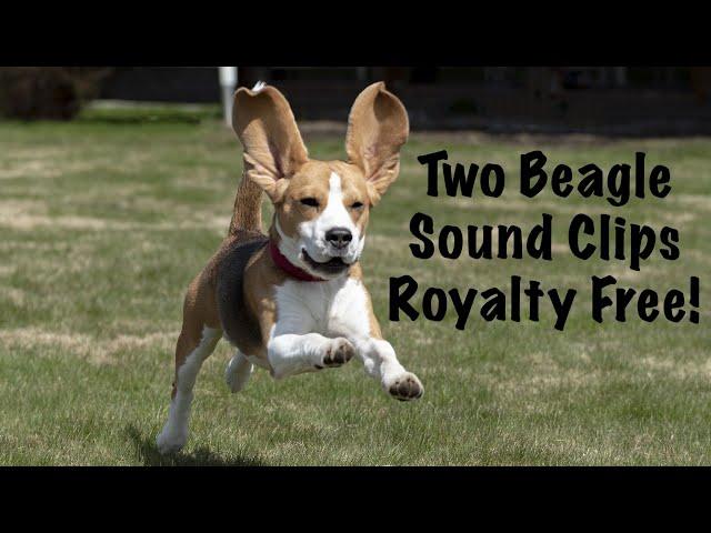 Two Beagle Barking/Howling Sound Clips (Royalty Free!)