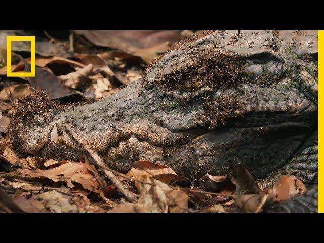 Des fourmis magnans à l'attaque d'un crocodile nain