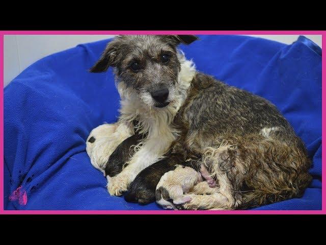 ¡ROCHA ACABA DE SER MAMÁ! | Animal Rescue España