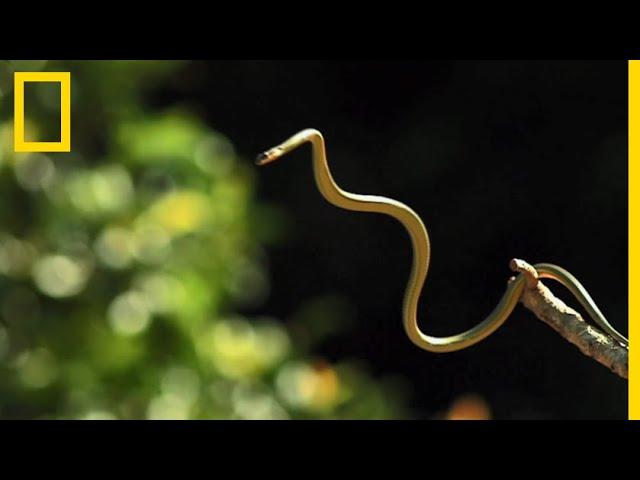 Le serpent volant, spécialiste du vol plané entre les arbres