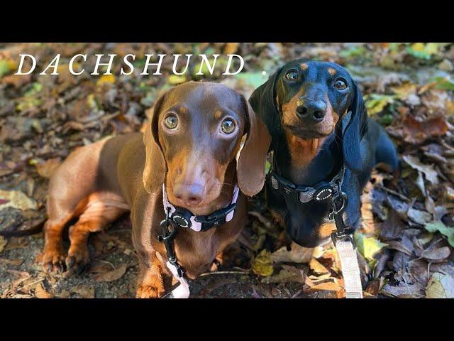 #Dachshund dog Funny video Compilation Dachshund love #living with dachshund#Teckel #Dackel  puppies