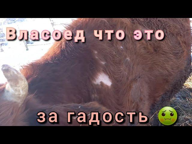 Власоед что это за напасть.И как с ней бороться.