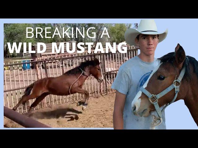 BREAKING A WILD MUSTANG |MAKING COLLEGE MONEY