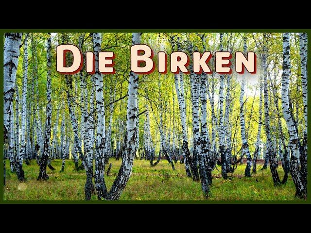 Wissenswertes über die Birke (Betula sp.)