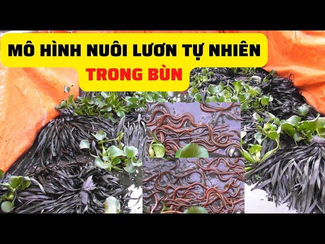 Mô Hình Nuôi Lươn Tự Nhiên Trong Bùn Hiệu Quả Cao - Trại Giống Đông Sơn