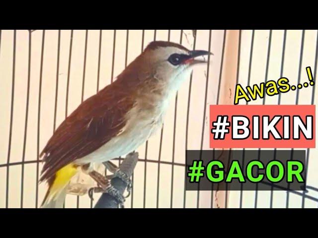 PANCINGAN TRUCUKAN GACOR bikin burung trucukan RAJIN BUNYI