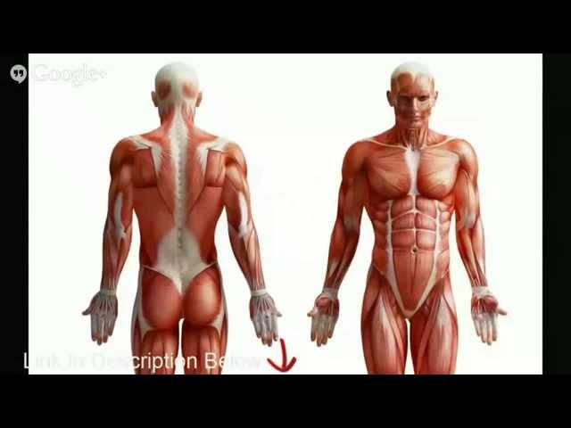 Human Anatomy Quiz Help | Study Guide for Human Anatomy Quiz