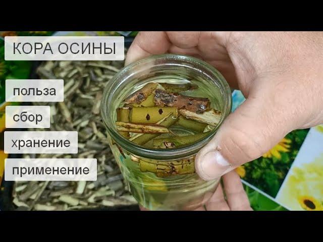 Кора Осины для Здоровья Польза Сбор Хранение и Применение