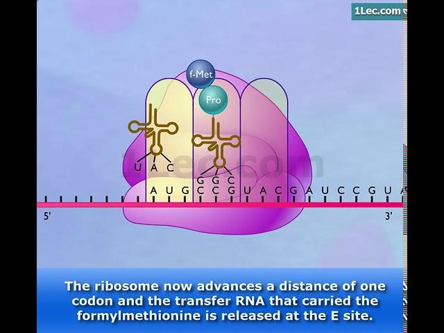 Protein Synthesis