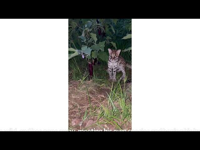 The Visayan leopard cat now 8 months