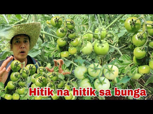 Jackpot Ginto ang Presyo ngayon ng kamatis ...Hitik na hitik sa bunga n nakalusot sa bagyo