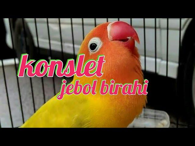 Masteran lovebird konslet ! Ampuh !!  24 Januari 2021(3)