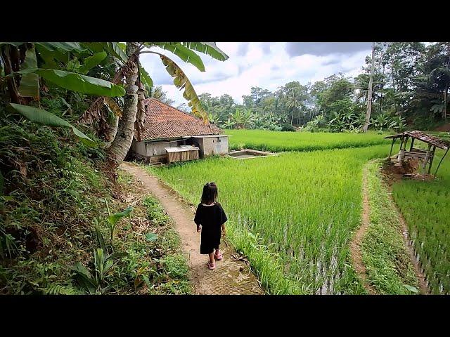 Hidup di desa,, Suasana pedesaan rumah mepet sawah begitu indah