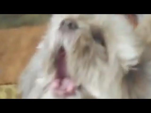 cody the screaming dog