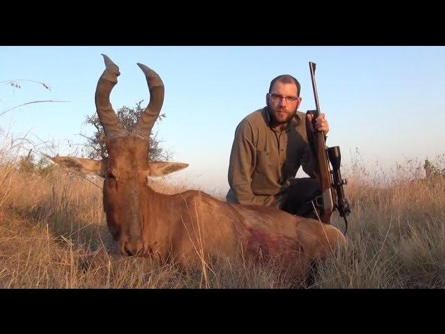 Red hartebeest hunt