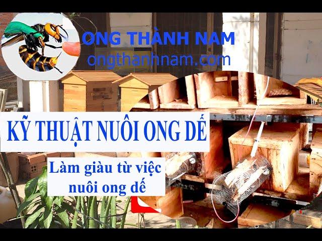 Kỹ thuật nhân giống và làm giàu từ nuôi ong bắp cày ( ong dế)