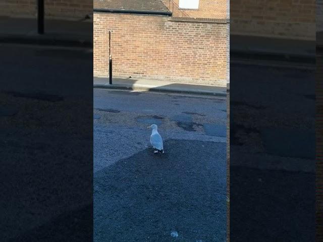 ShareHow to zoom in On a Seagull ?!