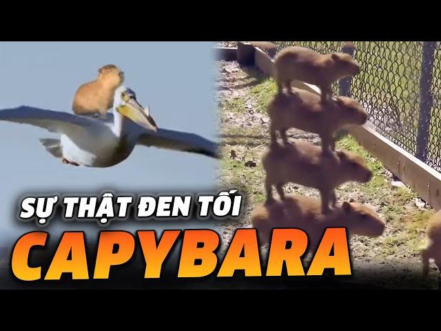 LẬT TẨY SỰ THẬT ĐEN TỐI VỀ CAPYBARA MÀ BẠN KHÔNG THỂ NGỜ TỚI!?!