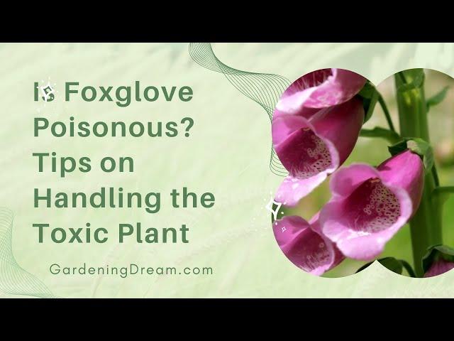 Is Foxglove Poisonous? - Tips on Handling the Toxic Plant